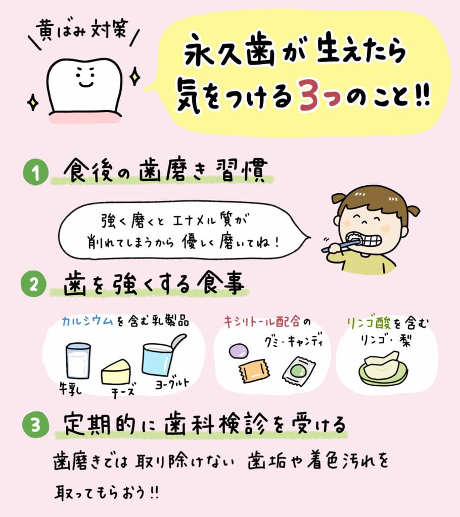 子どもの生えてきた永久歯が_4_子どもの永久歯と乳歯の比較、黄色に見える理由を解説するイラスト、適切な対策を示す図と解説