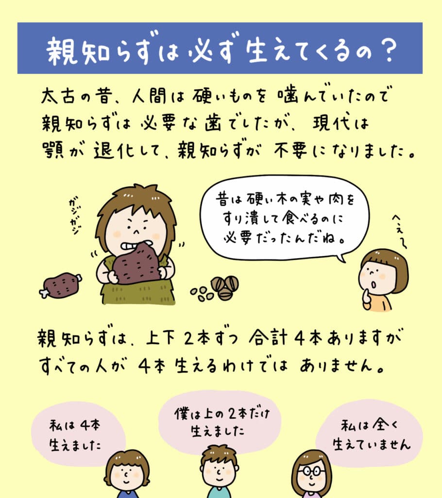 親知らずと歯並びの関係_3_親知らずが子どもの歯並びに影響するかどうか？についての解説イラスト